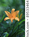Musashino Kosuge 89533464