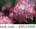 Rhododendron 89533466