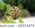 Lotus true 89533470