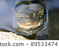 turtle  89533474