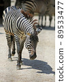 zebra  89533477