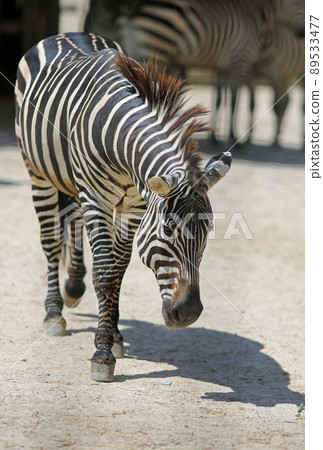 zebra zebra 89533477