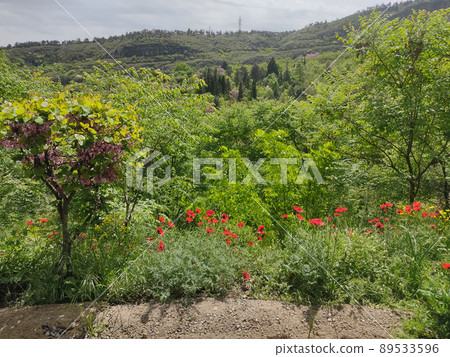 Botanic garden in Tbilisi - attraction for tourists 89533596