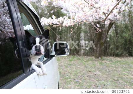 My dog, Boston Terrier, who loves to drive, Mighty-kun, arriving at Sakura Blooming Satoyama and looking happily from the car window. My dog, Boston Terrier, who loves to drive, Mighty-kun, arriving at Sakura Blooming Satoyama and looking happily from the car window. 89533761