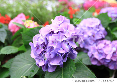 a blue heads of hydrangea flowers on flower bed a blue heads of hydrangea flowers on flower bed 89533802