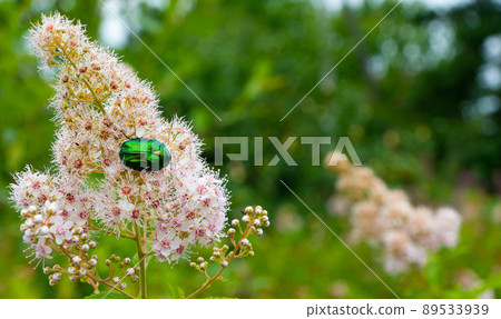 Rose chafer - Cetonia aurata - on flowers of Spirea bumalda Rose chafer - Cetonia aurata - on flowers of Spirea bumalda 89533939