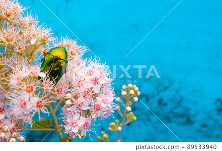 Rose chafer - Cetonia aurata - on flowers of Spirea bumalda Rose chafer - Cetonia aurata - on flowers of Spirea bumalda 89533940