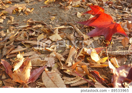 落葉 落葉 89533965