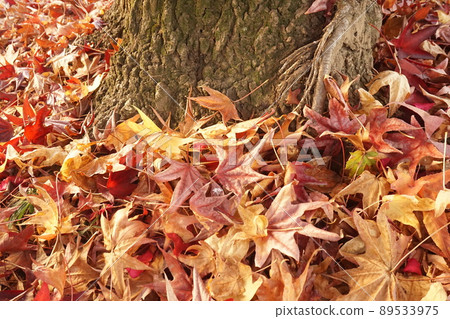 Fallen leaves Fallen leaves 89533975