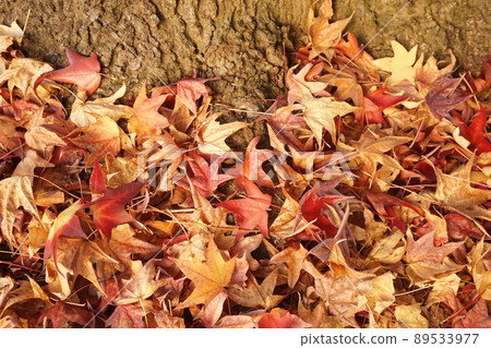 Fallen leaves Fallen leaves 89533977