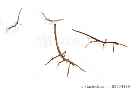 stick insect in studio 89534389