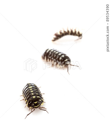 Armadillidium maculatum in studio Armadillidium maculatum in studio 89534390