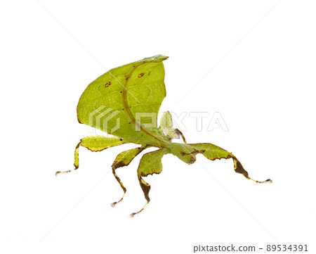 stick insect in studio stick insect in studio 89534391