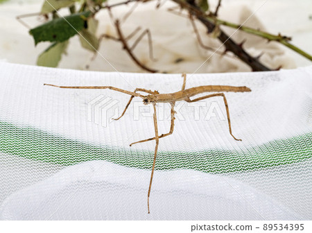 stick insect in studio 89534395