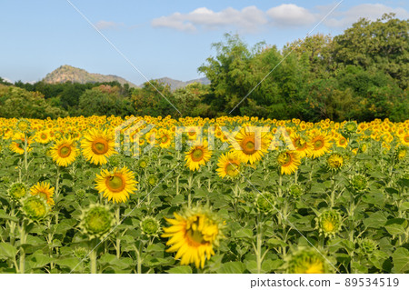 Sunflowers is blooming in the sunflower field. Sunflowers is blooming in the sunflower field. 89534519