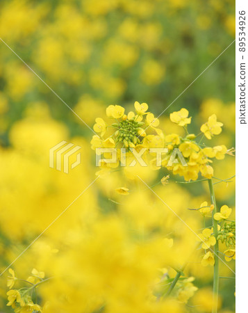 Urusumi Canola Field Urusumi Canola Field 89534926