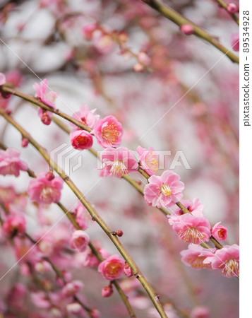 Southern paradise weeping plum Southern paradise weeping plum 89534928