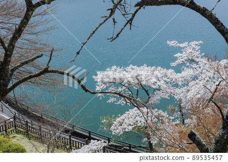 Lake Okutama and Sakura Spring Scenery April Tokyo Lake Okutama and Sakura Spring Scenery April Tokyo 89535457