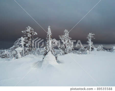 Dark forest. Twilight gloomy winter forest. Abstract dark, cold street background. Night view. Dark forest. Twilight gloomy winter forest. Abstract dark, cold street background. Night view. 89535588