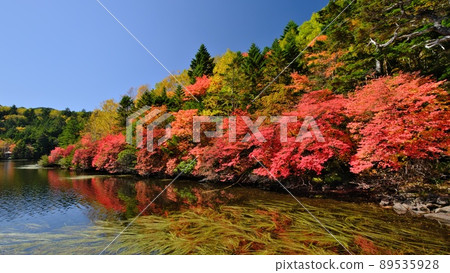Autumn leaves that color the shores of Shirakomaike in the northern Yatsugatake shine in the blue sky Autumn leaves that color the shores of Shirakomaike in the northern Yatsugatake shine in the blue sky 89535928