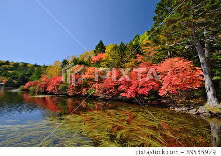 秋天的北八岳白舞池在蔚藍的天空中閃耀，為 Enkianthus perulatus 的海岸增添了色彩 89535929