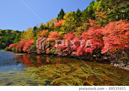 秋天裝飾白駒池海岸的深紅秋葉 Enkianthus perulatus 秋天裝飾白駒池海岸的深紅秋葉 Enkianthus perulatus 89535931