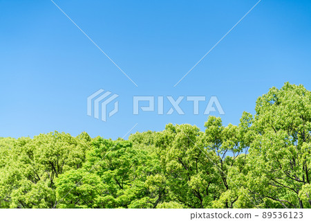 Fresh green image / background material Fresh green image / background material 89536123