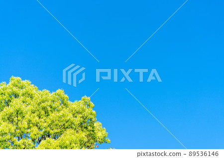 清新的綠色圖片/背景素材 清新的綠色圖片/背景素材 89536146