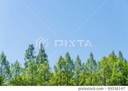 清新的綠色圖片/背景素材 89536147