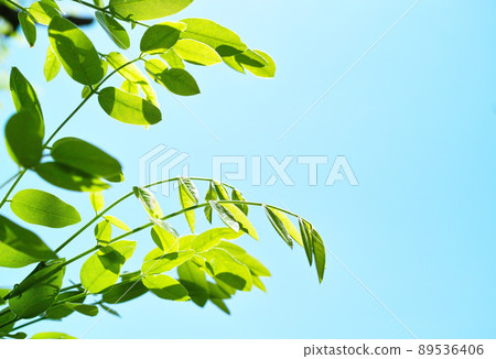 Summer image Enju tree 89536406