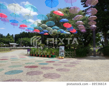 Iris in full bloom Ayame Nagai Ayame Park 89536614