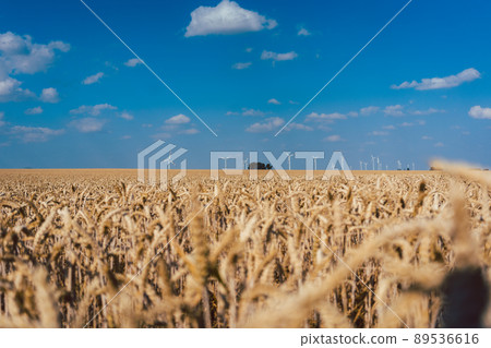 Wheat field with wind turbines on the horizon 89536616
