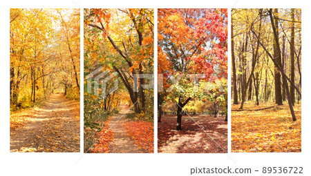 Calm fall season. Set of vertical banners with beautiful landscape and road in autumn forest 89536722