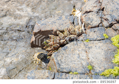 Capitulum mitella sticking to the rocky area Capitulum mitella sticking to the rocky area 89536897