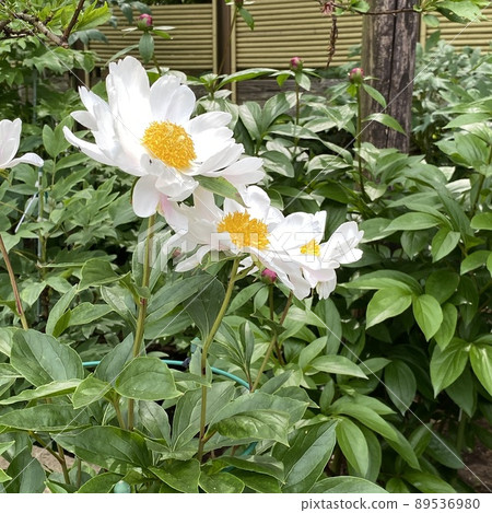 白牡丹牡丹 89536980