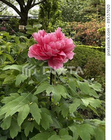 牡丹牡丹粉色 89537020