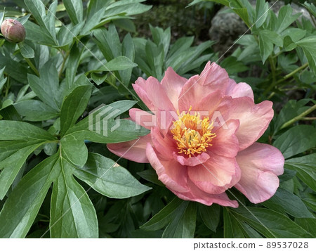 牡丹牡丹粉色 89537028