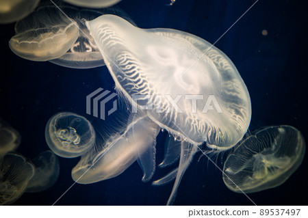 A photo of a bewitching jellyfish 89537497