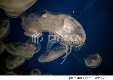 A photo of a bewitching jellyfish 89537498
