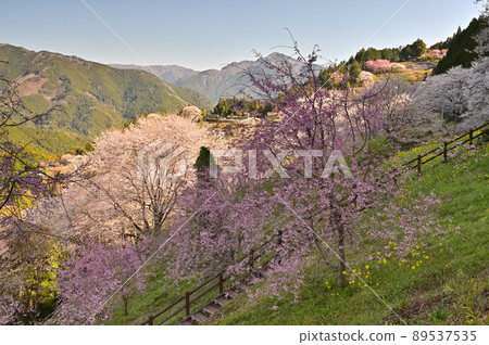 Hanamomo in Niyodogawa, Kochi Prefecture, Shikoku Hanamomo in Niyodogawa, Kochi Prefecture, Shikoku 89537535
