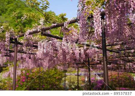 長泉寺骨波場的紫藤 89537837