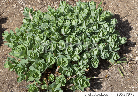 Hylotelephium chinensis Hokkaido 89537973