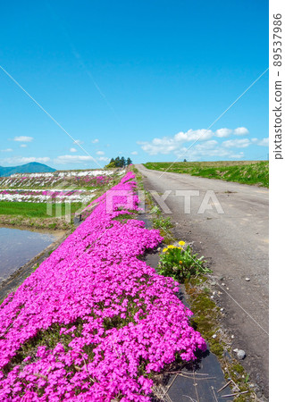 Blue sky, moss phlox, paddy field [Ono City, Fukui Prefecture] 89537986