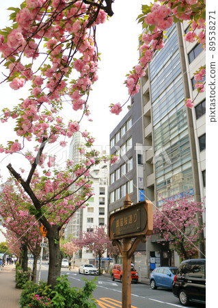 Sakura-dori Yaezakura Namiki, Tokyo Ginza, 1-chome, Ginza, Chuo-ku, Tokyo Sakura-dori Yaezakura Namiki, Tokyo Ginza, 1-chome, Ginza, Chuo-ku, Tokyo 89538271