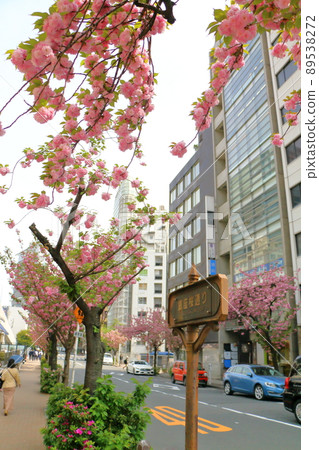 Sakura-dori Yaezakura Namiki, Tokyo Ginza, 1-chome, Ginza, Chuo-ku, Tokyo Sakura-dori Yaezakura Namiki, Tokyo Ginza, 1-chome, Ginza, Chuo-ku, Tokyo 89538272