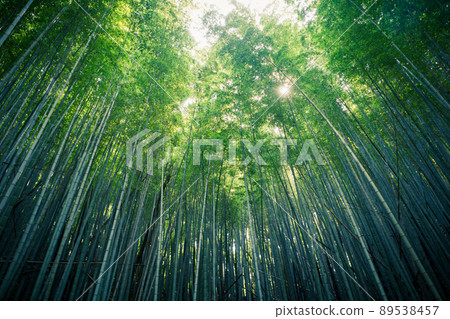 竹樹叢在陽光下離開 89538457