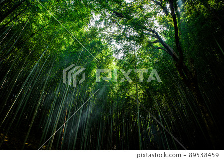竹樹叢在陽光下離開 竹樹叢在陽光下離開 89538459