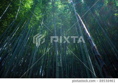 Bamboo grove in the sun leaves Bamboo grove in the sun leaves 89538461