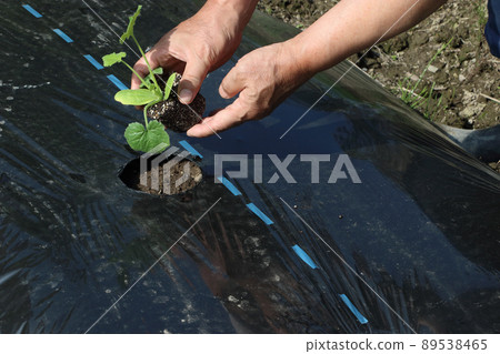 Planting zucchini seedlings Planting zucchini seedlings 89538465