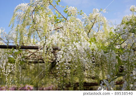 The wisteria of the bone wave field of Chosenji Temple 89538540